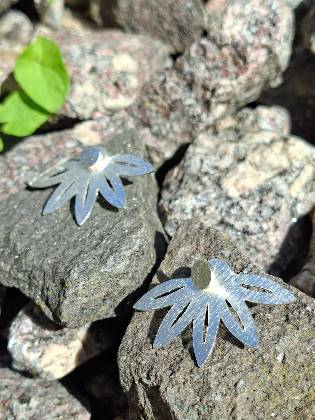 Clusia Multiflora